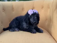 F1B Paisley, a female Cockapoo for sale in Mayfield, KY – 6 of 10
