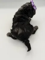 F1B Paisley, a female Cockapoo for sale in Mayfield, KY – Photo 9 of 9