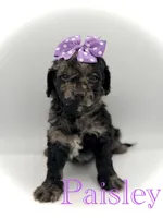 F1B Paisley, a female Cockapoo for sale in Mayfield, KY – Photo 1 of 9