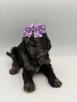 F1B Paisley, a female Cockapoo for sale in Mayfield, KY – Photo 3 of 9