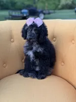 F1B Paisley, a female Cockapoo for sale in Mayfield, KY – 7 of 10