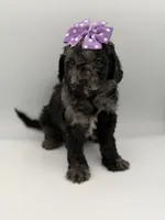 F1B Paisley, a female Cockapoo for sale in Mayfield, KY – Photo 2 of 9