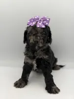 F1B Paisley, a female Cockapoo for sale in Mayfield, KY – Photo 5 of 9