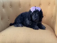 F1B Paisley, a female Cockapoo for sale in Mayfield, KY – 5 of 10