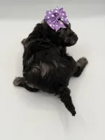 F1B Paisley, a female Cockapoo for sale in Mayfield, KY – Photo 8 of 9