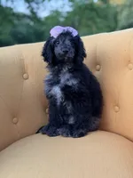 F1B Paisley, a female Cockapoo for sale in Mayfield, KY – 8 of 10