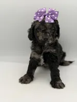 F1B Paisley, a female Cockapoo for sale in Mayfield, KY – Photo 7 of 9