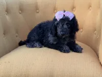 F1B Paisley, a female Cockapoo for sale in Mayfield, KY – 10 of 10