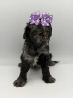 F1B Paisley, a female Cockapoo for sale in Mayfield, KY – Photo 4 of 9