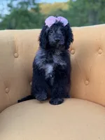 F1B Paisley, a female Cockapoo for sale in Mayfield, KY – 2 of 10