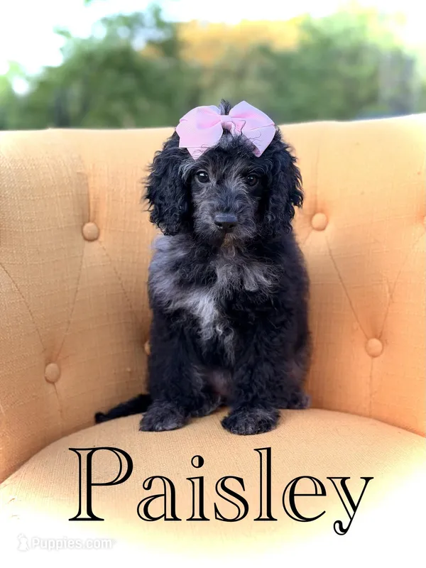 F1B Paisley – Cockapoo puppy for sale in Mayfield, KY