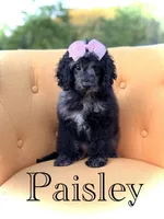 F1B Paisley, a female Cockapoo for sale in Mayfield, KY – 1 of 10