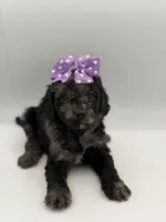 F1B Paisley, a female Cockapoo for sale in Mayfield, KY – Photo 6 of 9