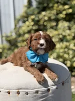 Duke, a male Cavapoo for sale in Mayfield, KY – 6 of 10