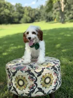 Dawson, a male Cavapoo for sale in Mayfield, KY – 9 of 10