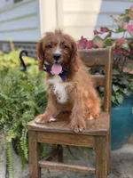 F1 Carter, a male Cavapoo for sale in Mayfield, KY – 10 of 10
