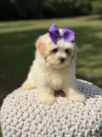 Lori, a female Maltipoo for sale in Mayfield, KY – 6 of 9