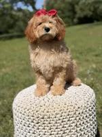 Nova, a female Miniature Goldendoodle for sale in Mayfield, KY – 9 of 10