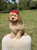 Nova, a female Miniature Goldendoodle for sale in Mayfield, KY – 2 of 10