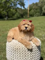 Nova, a female Miniature Goldendoodle for sale in Mayfield, KY – 8 of 10