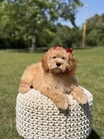 Nova, a female Miniature Goldendoodle for sale in Mayfield, KY – 5 of 10