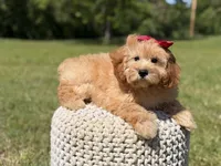 Nova, a female Miniature Goldendoodle for sale in Mayfield, KY – 6 of 10
