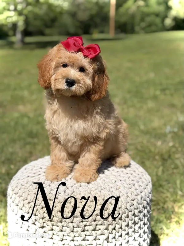 Nova – Miniature Goldendoodle puppy for sale in Mayfield, KY