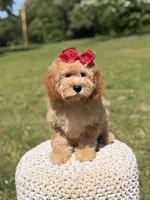 Nova, a female Miniature Goldendoodle for sale in Mayfield, KY – 4 of 10
