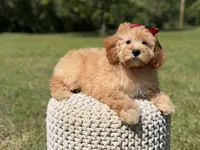 Nova, a female Miniature Goldendoodle for sale in Mayfield, KY – 10 of 10