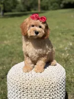 Nova, a female Miniature Goldendoodle for sale in Mayfield, KY – 3 of 10