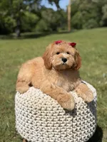 Nova, a female Miniature Goldendoodle for sale in Mayfield, KY – 7 of 10