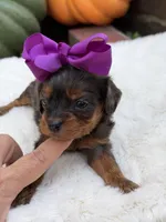 Purple bow, a female Cavapoo for sale in Mayfield, KY – 6 of 10