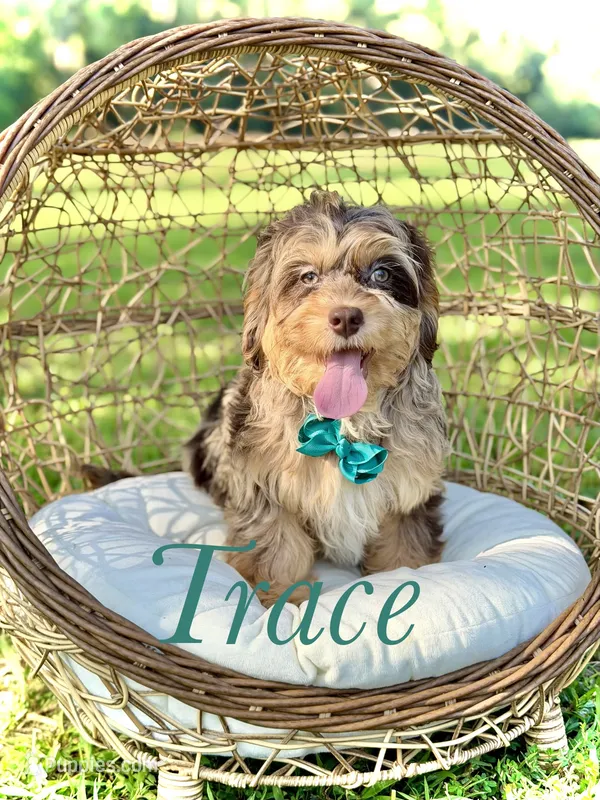 F1 Trace – Cavapoo puppy for sale in Mayfield, KY