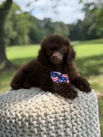 AKC Higgins, a male Poodle - Miniature  for sale in Mayfield, KY – 9 of 10