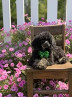AKC Parker, a male Poodle - Toy  for sale in Mayfield, KY – 8 of 10