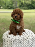 Andy, a male Miniature Goldendoodle for sale in Mayfield, KY – 3 of 9