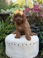 Robin, a female Cavapoo for sale in Mayfield, KY – 5 of 10
