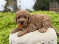 Paxton , a male Miniature Goldendoodle for sale in Mayfield, KY – 5 of 8