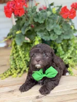 Chocolate M, a male Havapoo for sale in Mayfield, KY – 3 of 9