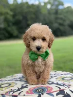 F1B Lucky, a male Cavapoo for sale in Mayfield, KY – 9 of 10