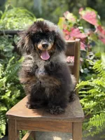 AKC DNA tested Finn, a male Poodle - Miniature  for sale in Mayfield, KY – 6 of 10