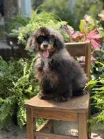 AKC DNA tested Finn, a male Poodle - Miniature  for sale in Mayfield, KY – 8 of 10