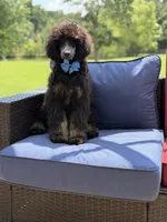 AKC Winston , a male Poodle - Multi-Colored Standard for sale in Mayfield, KY – 9 of 10