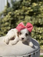 Dolly, a female Cavapoo for sale in Mayfield, KY – 7 of 10