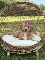Barbie, a female Miniature Goldendoodle for sale in Mayfield, KY – 2 of 10