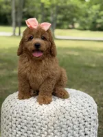 Amber , a female Miniature Goldendoodle for sale in Mayfield, KY – 3 of 10