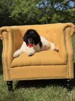 AKC Wilson , a male Poodle - Multi-Colored Standard for sale in Mayfield, KY – 9 of 10