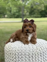 Adley, a female Miniature Goldendoodle for sale in Mayfield, KY – 10 of 10