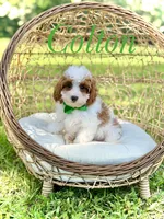 F1B Colton, a male Cavapoo for sale in Mayfield, KY – 1 of 10