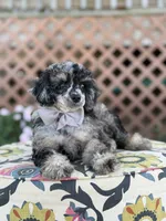 AKC Portet, a male Poodle - Toy  for sale in Mayfield, KY – 5 of 10
